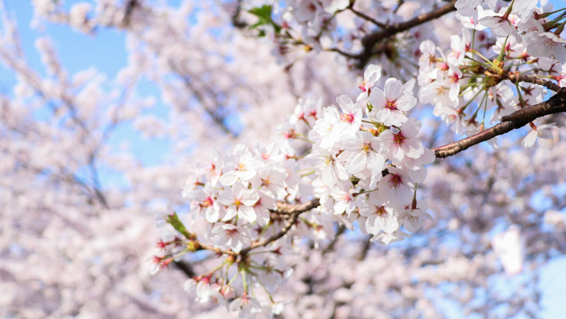 日本の4月の誕生石に選ばれた理由