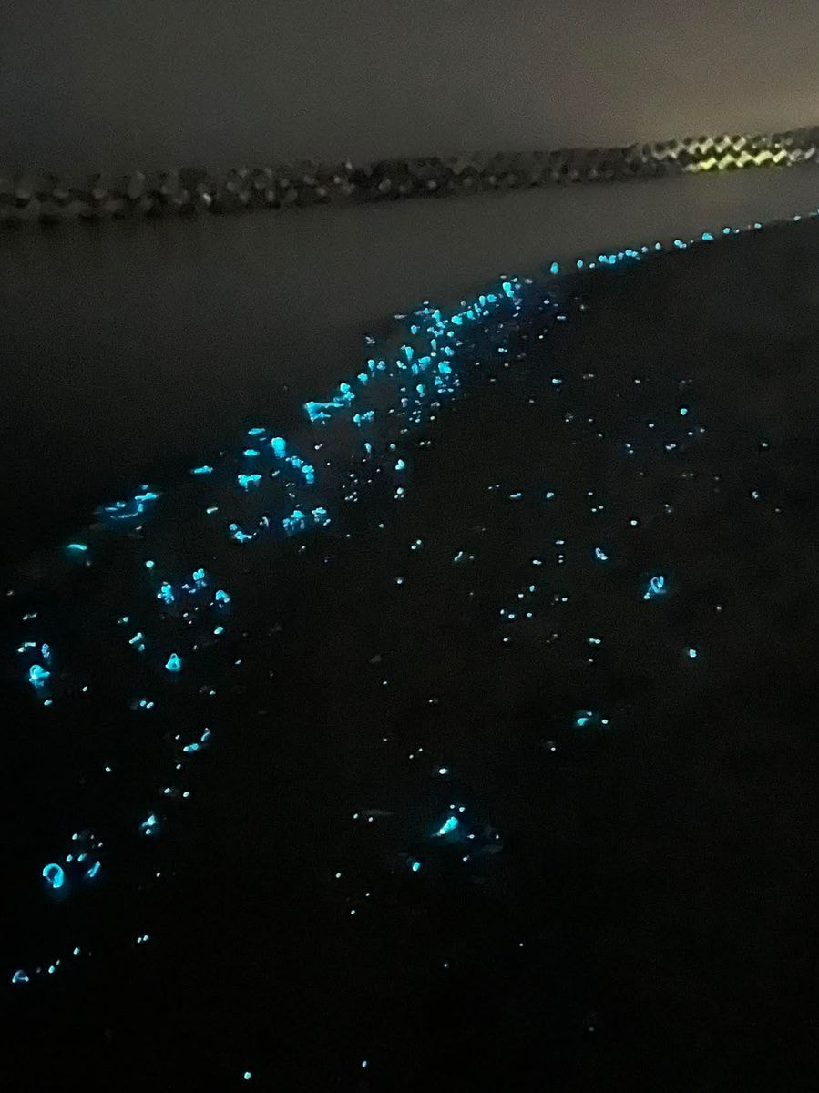 青色に蛍光するホタルイカ